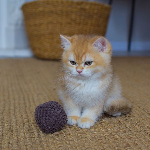 Іграшка для котів "Кокос" з дзвіночком розмір 6 см 33005/2 фото