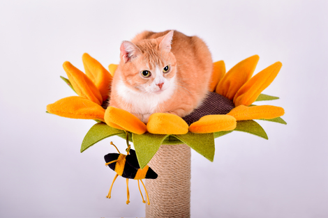 Дряпочка для котів джутова з іграшкою "Сонях" Дряпочка для котів джутова з іграшкою "Сонях"