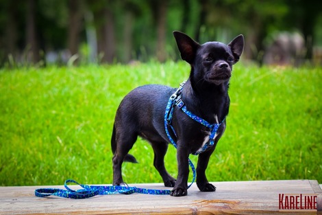 Шлея KARELINE з нейлону з фірмовим візерунком "UFO" та пластиковою пряжкою
