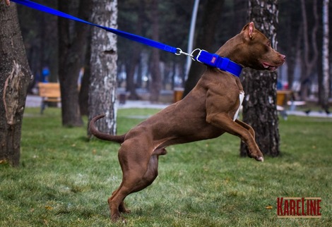 Повідець Keeper Active посилений нейлоновий з 2 ручками