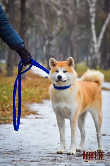 Повідець Keeper Active посилений нейлоновий з 2 ручками
