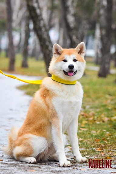 Нашийник Keeper Active посилений нейлоновий з пластиковою пряжкою та світловідбиваючим кантом