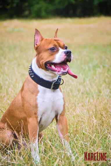 Нашийник KARELINE з натуральної шкіри з декором