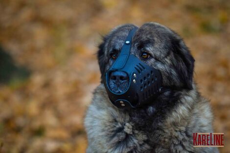 Намордник KARELINE з натуральної шкіри для мастино, кавказької вівчарки Намордник KARELINE з натуральної шкіри для мастино, кавказької вівчарки