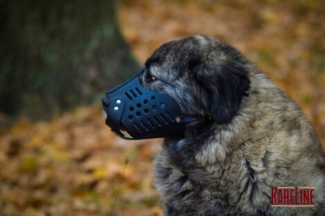 Намордник KARELINE з натуральної шкіри для мастино, кавказької вівчарки Намордник KARELINE з натуральної шкіри для мастино, кавказької вівчарки