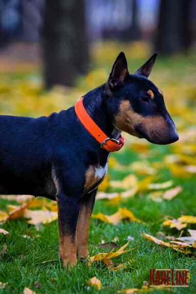 Нашийник KARELINE з натуральної шкіри